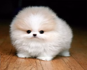 Toy Pom Price Bhopal - White Fluffy Puppy for Sale