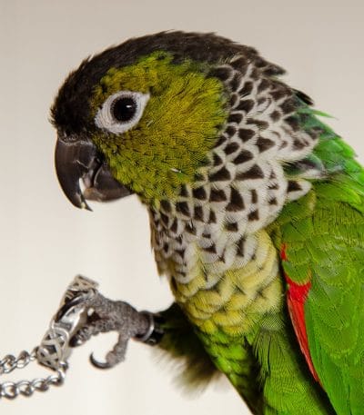 Buy Black Capped Conure Pair - Dark Crown and Scaly Neck Bird