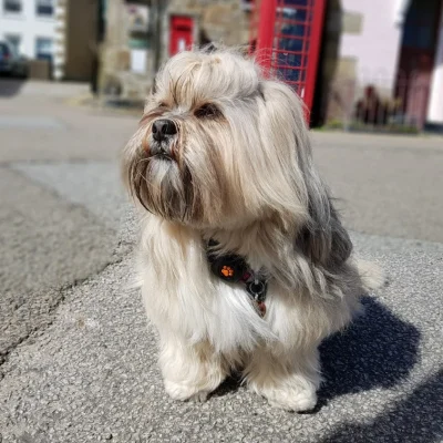 Lhasa Apso Price Bhopal - Top Quality Long Hair Puppy for Sale