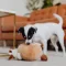 Pets Toys Sold by Bhopal Pets onlline