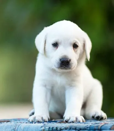 White Labrador Price Bhopal - Premium White Puppy for Sale