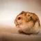 Hamsters Delivery All over Bhopal and Indore