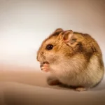 Hamsters Delivery All over Bhopal and Indore
