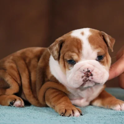 English Bulldog Price Bhopal - Top Quality Fawn Puppy for Sale