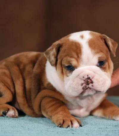 English Bulldog Price Bhopal - Top Quality Fawn Puppy for Sale