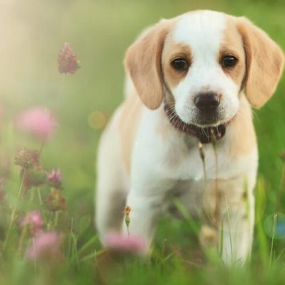 Lemon Beagle Bhopal - Rare Lemon and White Puppy for Sale