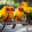 Medium Size Birds like sun conure sold by Bhopal Pets Online