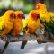 Medium Size Birds like sun conure sold by Bhopal Pets Online