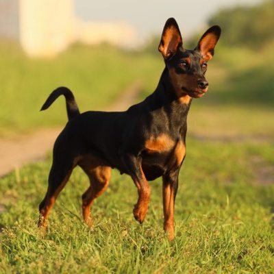 Miniature Pinscher Price Bhopal - Classic Black and Tan Puppy for Sale