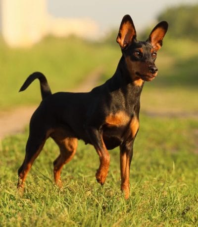 Miniature Pinscher Price Bhopal - Classic Black and Tan Puppy for Sale