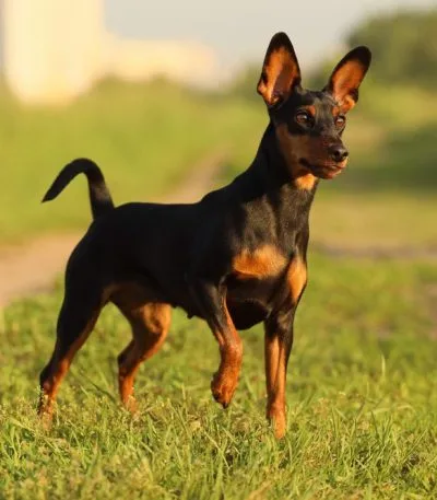 Miniature Pinscher Price Bhopal - Classic Black and Tan Puppy for Sale