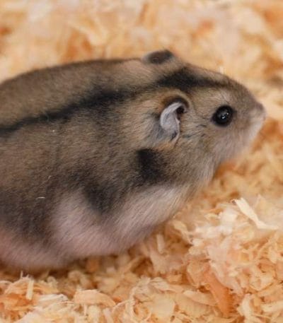 Russian Hamster Pair Bhopal | Healthy Hamster Pairs | Buy MP