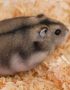 Russian Hamster Pair Bhopal | Healthy Hamster Pairs | Buy MP