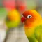 Small Size pets Birds sold by Bhopal Pets Online