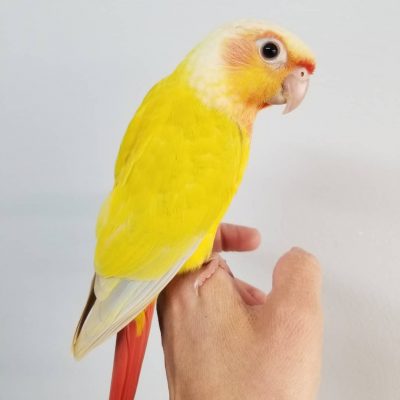Buy Sun Cheek Conure Pair - Vibrant Yellow and Orange Mutation
