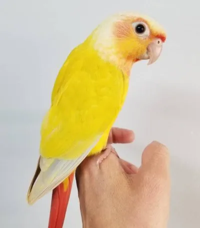 Buy Sun Cheek Conure Pair - Vibrant Yellow and Orange Mutation