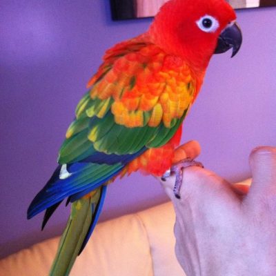 Buy Hyper Red Sun Conure Pair - Deep Crimson and Orange Parrot