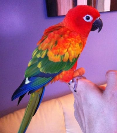 Buy Hyper Red Sun Conure Pair - Deep Crimson and Orange Parrot
