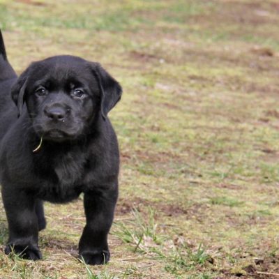 Black Labrador Price Bhopal - Classic Solid Black Puppy for Sale