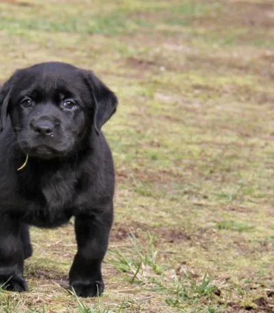 Black Labrador Price Bhopal - Classic Solid Black Puppy for Sale