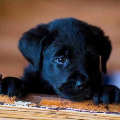 Labrador puppy for sale in Indore