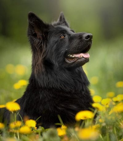 Buy Black German Shepherd Bhopal - Pure Black Double Coat Puppy