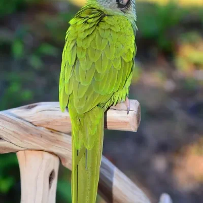Blue Crown Conure Pair