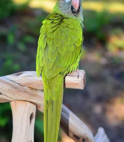 Blue Crown Conure Pair