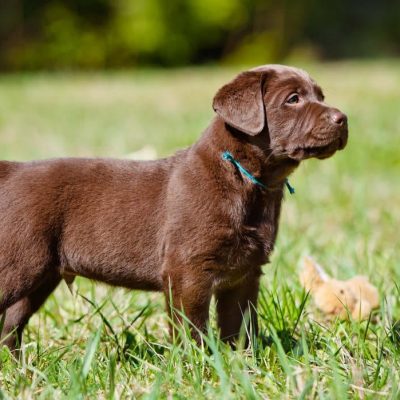 Chocolate lab from Bhopal Pets Online