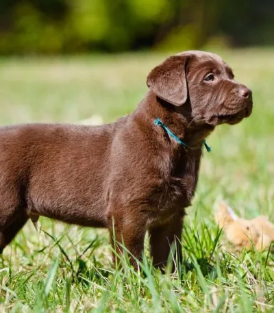 Chocolate lab from Bhopal Pets Online