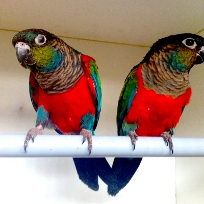 Crimson Bellied Conure Pair