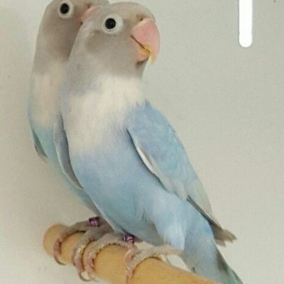 African Love Birds | Green & Teal