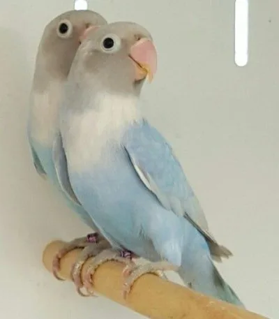 African Love Birds | Green & Teal