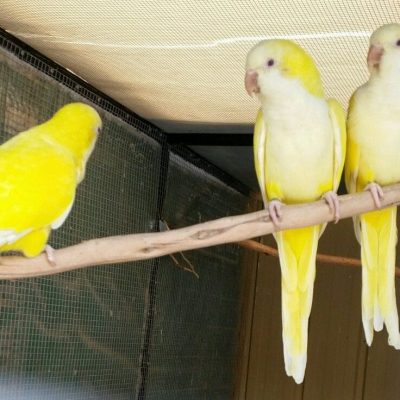 Buy Lutino Quaker Parrot - Vibrant Yellow Monk with Red Eyes