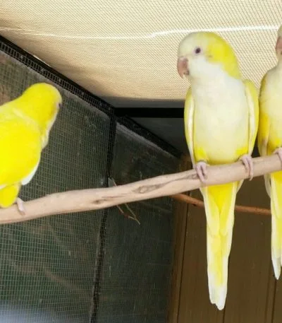 Buy Lutino Quaker Parrot - Vibrant Yellow Monk with Red Eyes