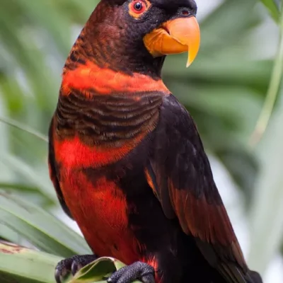 Buy Dusky Lorikeet - Dark Bronze Bird with Orange Chest
