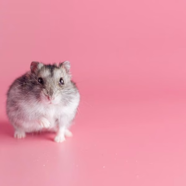 Dwarf Hamster Pair In Bhopal - Active Winter White Pair for Sale