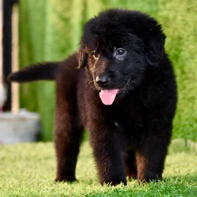 Black German Shepherd Bhopal - Pure Black Long Coat Puppy for Sale