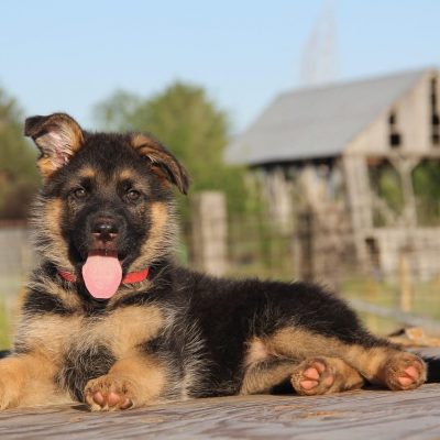 German Shepherd Puppies