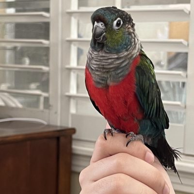 Buy Crimson Bellied Conure Pair - Deep Red Chest and Blue Wings