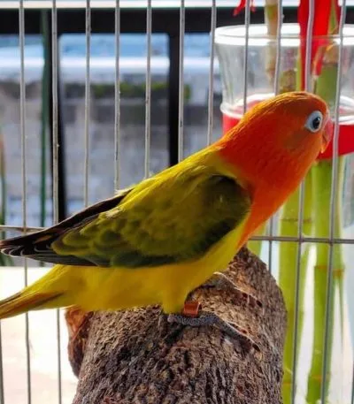 African Love Birds | Green Euwing Opaline