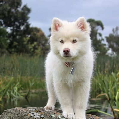 Pure White Siberian Husky Puppy by Bhopal Pets Online
