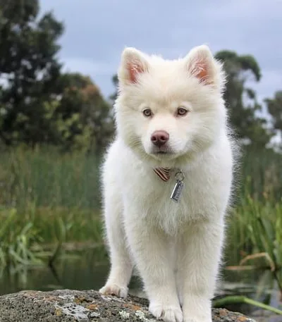 Pure White Siberian Husky Puppy by Bhopal Pets Online