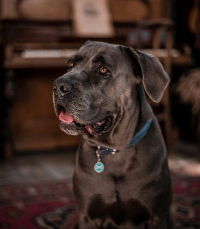 Cane Corso Puppy