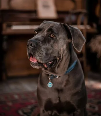 Cane Corso Puppy