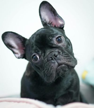 French Bulldog Puppy / Adult | Black Color