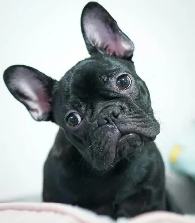 French Bulldog Puppy / Adult | Black Color