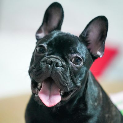 French Bulldog Puppy Price & Availability In Waraseoni