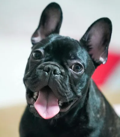 French Bulldog Puppy Price & Availability In Waraseoni
