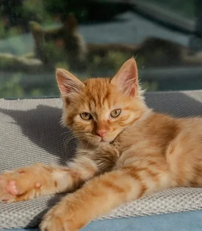 Maine Coon Cat Kitten/Adult